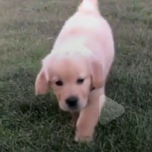 Meet your Posher, Damileyshka